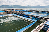 Fischzucht in der Mitte des Toba-Sees (Danau Toba), Nordsumatra, Indonesien