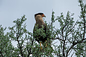 Ein Schopfkarakara, Caracara plancus, sitzt auf einem Baum in der Provinz San Luis, Argentinien.
