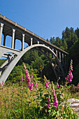 Cape Creek Bridge im Devil's Elbow State Park an der Küste von Oregon.