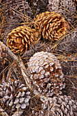 Kiefernzapfen auf dem Waldboden, Lower Twin Lake, östliche Sierra Nevada Mountains, Kalifornien.