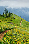 Hikers and balsamroot on Dog Mountain Trail, Columbia River Gorge National Scenic Area, Washington.