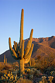 Giant Saguaro Cactus at sunset, Saguaro National Park, West Unit, near Tucson, Arizona.