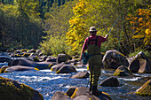 Fly fishing on the North Fork of the Middle Fork of the Willamette River; Willamette National Forest, Cascade Mountains, Oregon.