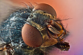 Calliphora vicina or blue bottle fly; takes its common name from the blue/gray coloration inthorax and abdomen, it has very characteristic bright orange cheeks
