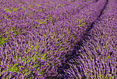 Pelindaba Lavender Farm, San Juan Island, Washington.