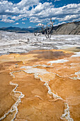 Canary Spring at Mammoth Hot Springs Upper Terrace, Yellowstone National Park, Wyoming.