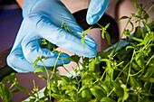 Blau behandschuhte Hände halten eine Pflanze in einem pflanzenwissenschaftlichen Labor in College Park, Maryland