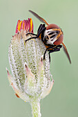 Die Tachinidae sind eine große und variable Familie echter Fliegen innerhalb der Insektenordnung Diptera mit mehr als 8.200 bekannten Arten und vielen weiteren, die noch entdeckt werden müssen. Die meisten Arten sind Parasitoide oder gelegentlich auch Parasiten von Gliederfüßern.