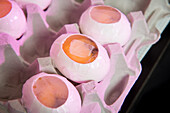 Bedeckte Eier für die Embryonenforschung in College Park, Maryland, USA