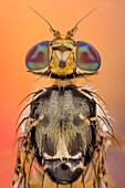 The Mediterranean fruit fly, Ceratitis capitata, is one of the world's most destructive fruit pests.