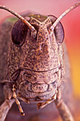 Porträt eines Grasshoppers; er hat ein sehr ungewöhnliches nukleares Symbol wie einen Scheitel