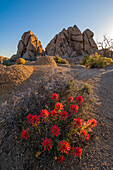 Blühender Indian Paintbrush in der Gegend der Jumbo Rocks im Joshua Tree National Park, Kalifornien.