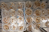 GMO plant tissue on a Petri Dish