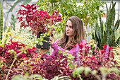 Young adult female holds up shrub plant to observe its red leaves inside greenhouse, College Park, Maryland.