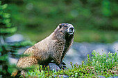 Hoary Marmot (Marmata caligata). Mount Rainier National Park, Washington. .