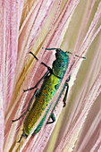 Psilothrix ist eine Gattung von Weichflügel-Blumenkäfern; sie sind sehr scheu und werfen sich zu Boden, wenn sie eine Gefahr spüren. Die Farbe dieses schönen Insekts ist ein leuchtendes metallisches Blaugrün.