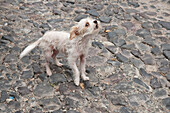 Bellender Hund auf der Straße; Ajijic, Chapala-See, Jalisco, Mexiko.