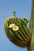 Saguaro-Kaktus in voller Blüte.