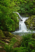 Sweet Creek Falls in the Coast Range Mountains of western Oregon.