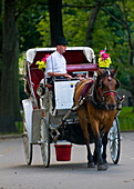 Horse drawn carrige riding through Central park in Manhattan.