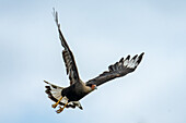 A Crested Caracara, Caracara plancus, in flight in the San Luis Province, Argentina.