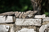 Ein Stachelschwanzleguan oder Schwarzer Leguan, Ctenosaura similis, sonnt sich in den Ruinen der Maya-Stadt Tulum im Tulum-Nationalpark, Quintana Roo, Mexiko.