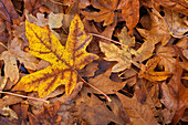 Blätter des Spitzahorns auf dem Waldboden im Herbst; Nisqually National Wildlife Refuge, Washington.
