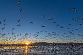 Snow geese at Bosque del Apache National Wildlife Refuge, New Mexico.