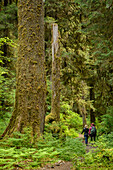 Zwei Frauen wandern auf dem Hoh River Trail, Hoh Rainforest, Olympic National Park, Washington.