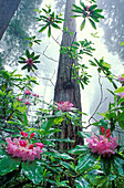 Rhododendron und Redwood-Bäume; Damnation Creek Trail, Del Norte Redwoods State Park, Kalifornien.