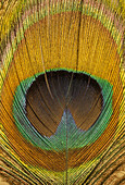 Peacock feather ?eye? close-up.