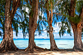 Fakarava, Tuamotus-Archipel, Französisch-Polynesien, Tuamotu-Inseln, Südpazifik. Bäume neben dem Meer und Paul Gauguin-Kreuzfahrt.