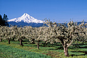 Mount Hood und Apfelplantage mit blühenden Bäumen im Frühling; Hood River Valley, Oregon.