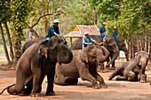 Elephants performing in show at the National Thai Elephant Conservation Center; Lampang, Chiang Mai Province, Thailand.