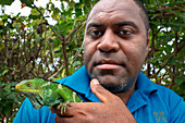 Person, die sich um den vom Aussterben bedrohten Fidschi-Schopfleguan (Brachylophus vitiensis) kümmert Fidschi-Bindenleguan (Brachylophus fasciatus) auf der Insel Malolo der Mamanucas-Inselgruppe Fidschi