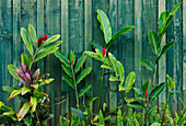Ginger, ti and fern plants against wooden wall; Koloa, Kauai, Hawaii.