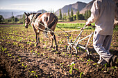 Landwirt im Cachi-Tal, Calchaqui-Täler, Provinz Salta, Nordargentinien