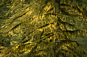 Moss-covered Western Hemlock tree; Elliott State Forest, Coast Range Mountains, Oregon. FR 1000.
