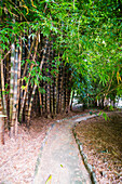 Bambuspflanzen in den Botanischen Gärten von Palermo (Orto Botanico), Sizilien, Italien, Europa. Dies ist ein Foto von Bambuspflanzen in den Botanischen Gärten von Palermo (Orto Botanico), Sizilien, Italien, Europa.