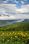 Balsamwurzel und Columbia River vom Dog Mountain Trail aus; Columbia River Gorge National Scenic Area, Washington.