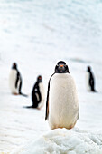 Gentoo penguin on snow covered glacier, Antarctica, Polar Regions