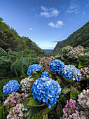 Hydrangea flowers on Flores island, Azores islands, Portugal, Atlantic Ocean, Europe