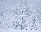 Schöne schneebedeckte Bäume im Winter, bei Sorli, Insel Senja, Bezirk Troms og Finnmark, Norwegen, Skandinavien, Europa