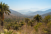 Chilean palm trees, Sector Palmas de Ocoa, La Campana National Park, Cordillera De La Costa, Quillota Province, Valparaiso Region, Chile, South America