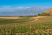 Weinberge mit den Anden am Horizont, Weingut Haras de Pirque, Pirque, Maipo-Tal, Provinz Cordillera, Großraum Santiago, Chile, Südamerika