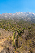 Cactus and Chilean palm trees, Sector Palmas de Ocoa, La Campana National Park, Cordillera De La Costa, Quillota Province, Valparaiso Region, Chile, South America