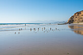 Birds at Quirilluca beach, Puchuncavi, Valparaiso Province, Valparaiso Region, Chile, South America