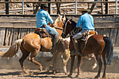 Chilean cowboys (huaso) training rodeo at stadium, Colina, Chacabuco Province, Santiago Metropolitan Region, Chile, South America