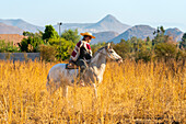 Huaso riding horse in field, Colina, Chacabuco Province, Santiago Metropolitan Region, Chile, South America