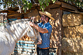 Junger chilenischer Reiter (huaso) bei der Vorbereitung eines weißen Pferdes auf einer Ranch, Colina, Provinz Chacabuco, Großraum Santiago, Chile, Südamerika
